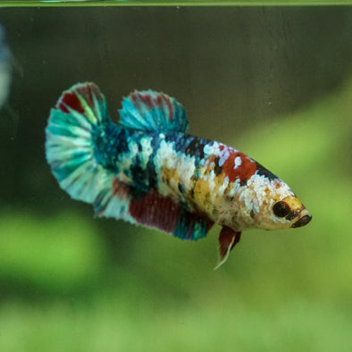 Multicolor/galaxy Koi Plakat- Female