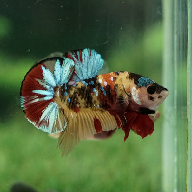 Multicolor/Galaxy Koi Plakat -15 weeks Old