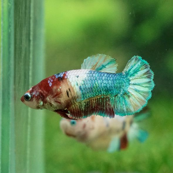 Multicolor/ Galaxy Koi Plakat- Female- 13 Weeks Old