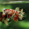 Multicolor/Galaxy Koi Plakat -11 weeks Old