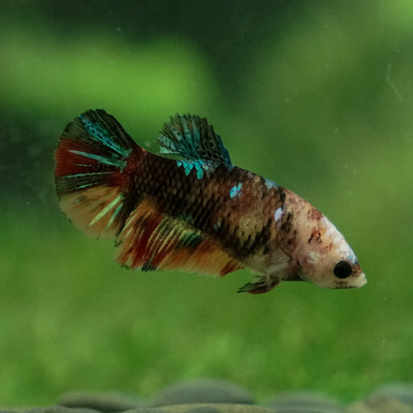 Multicolor Galaxy Halfmoon- Female