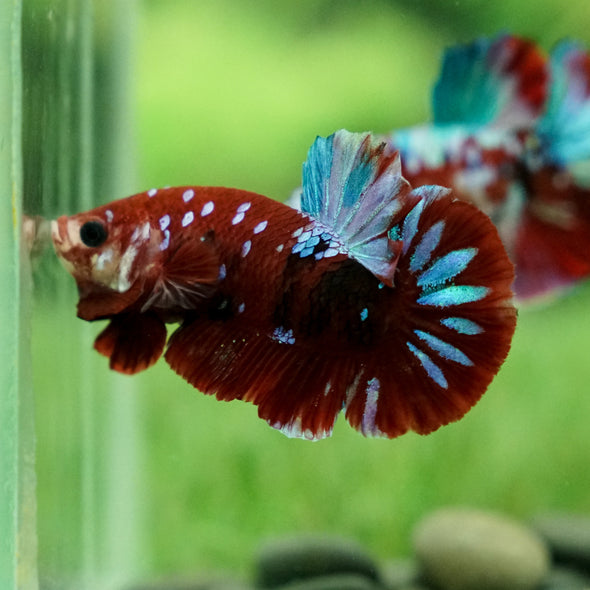 Multicolor/Galaxy Koi Plakat -12 weeks Old