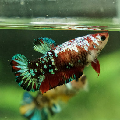 Multicolor/galaxy Koi Plakat- Female