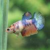 Multicolor Galaxy Halfmoon- Female