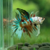 Galaxy Koi Halfmoon - 14 weeks old