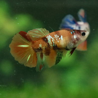 Multicolor Galaxy Halfmoon- Female