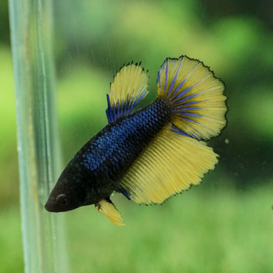 Mustard Gas Halfmoon - Female