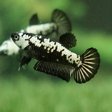 Samurai Plakat 11 week - Female