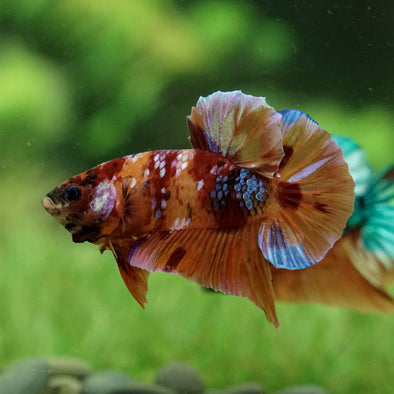 Multicolor/Galaxy Koi Plakat - 13Weeks Old