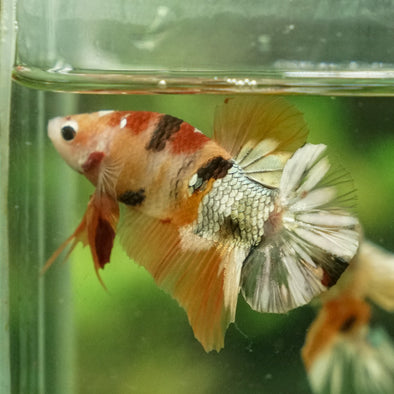 Multicolor/Galaxy Koi Plakat -11 weeks Old