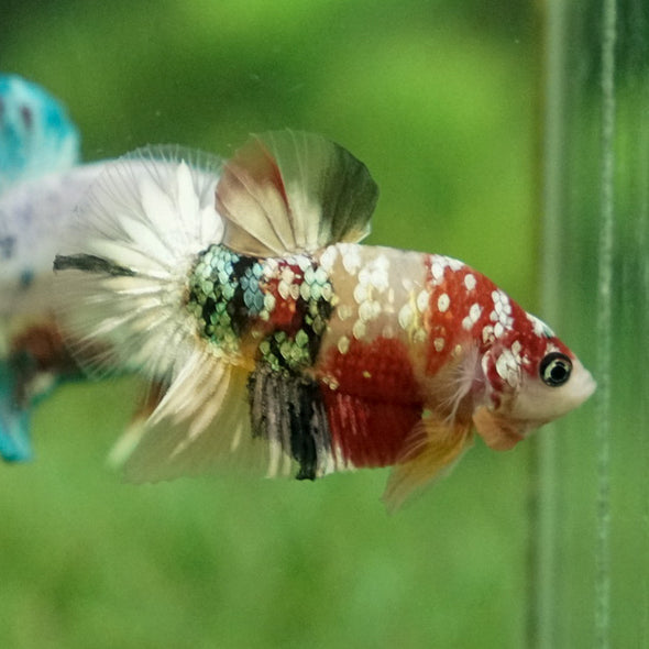 Multicolor/Galaxy Koi Plakat -11 weeks Old