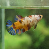 Galaxy Koi Plakat- Female