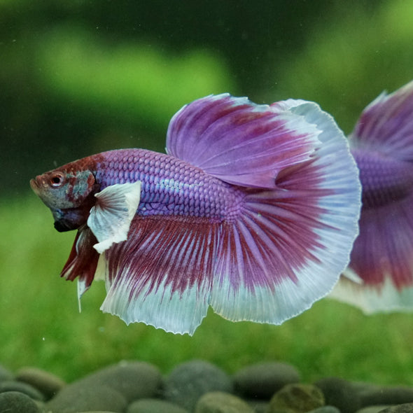 Dumbo Halfmoon - 12 weeks old