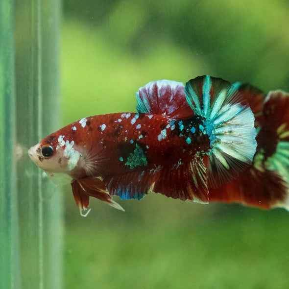 Multicolor/Galaxy Koi Plakat -13 weeks Old