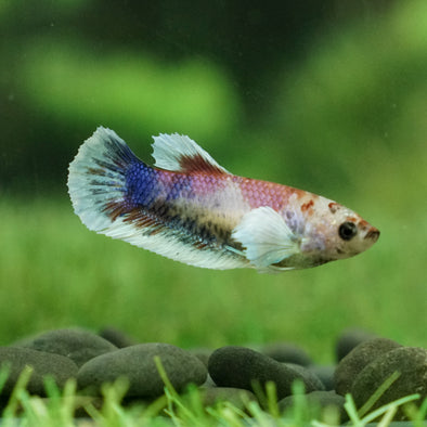 Multicolor/galaxy Dumbo Koi Plakat- Female