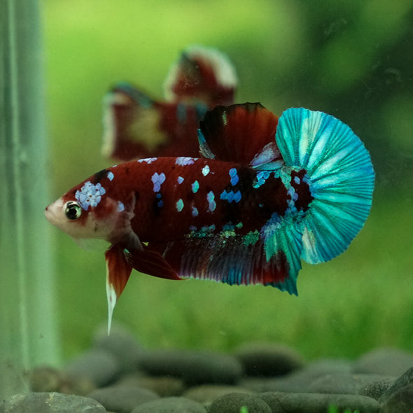 Multicolor/Galaxy Koi Plakat -13 weeks Old