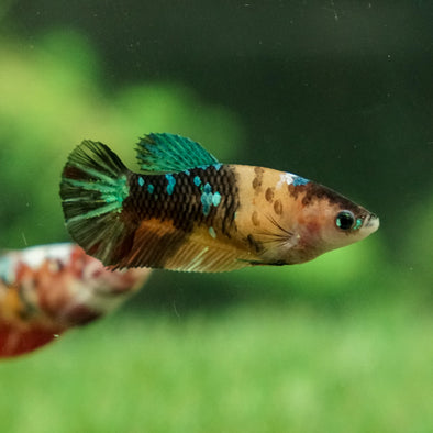 Galaxy Koi Plakat- Female