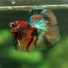 Galaxy Koi Halfmoon - 12 weeks old