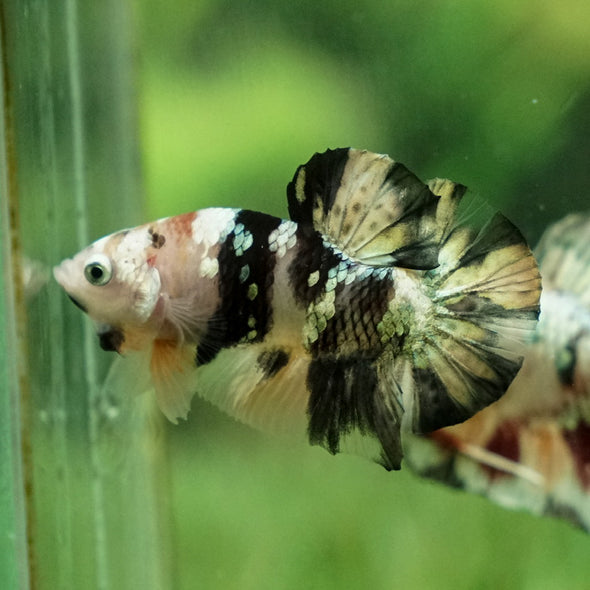 Multicolor/Galaxy Koi Plakat -12 weeks Old