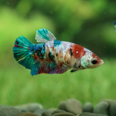 Galaxy Koi Plakat- Female