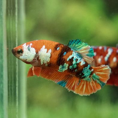 Multicolor/galaxy Koi Plakat- Female