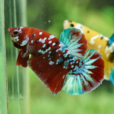 Multicolor/Galaxy Koi Plakat -16 weeks Old