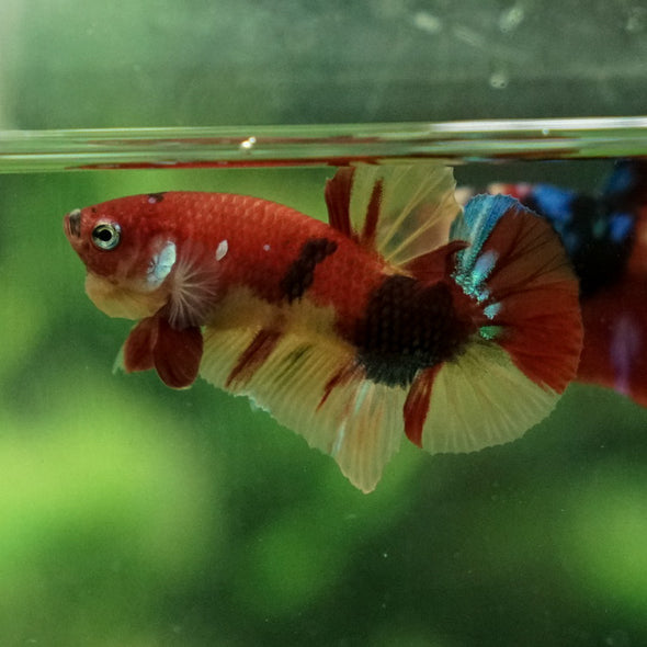 Multicolor/Galaxy Koi Plakat -11 weeks Old