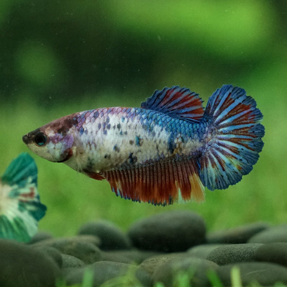 Multicolor Koi Plakat - Female