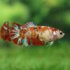 Multicolor/ Galaxy Koi Plakat- Female- 16 Weeks Old