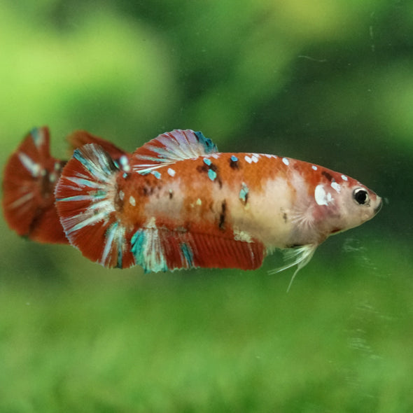 Multicolor/ Galaxy Koi Plakat- Female- 16 Weeks Old