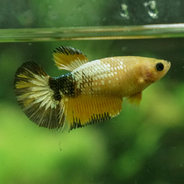 Yellow Fancy Plakat- Female