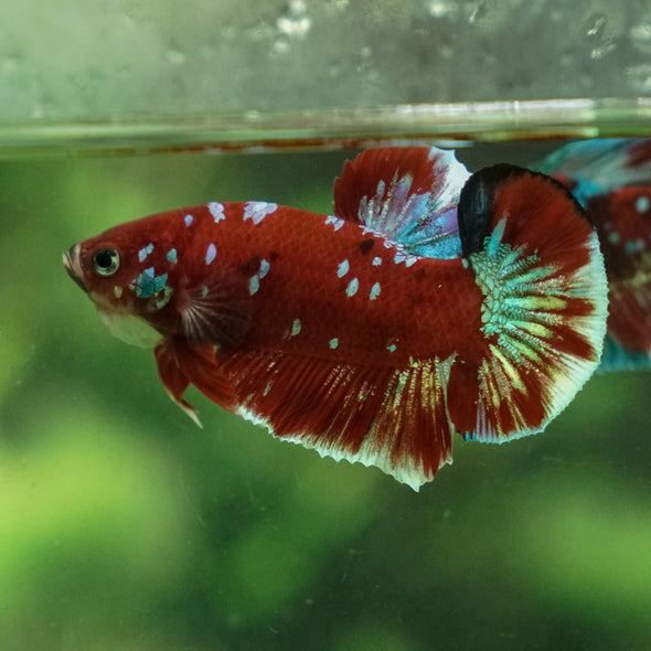 Multicolor/Galaxy Koi Plakat -13 weeks Old