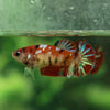 Multicolor/ Galaxy Koi Plakat- Female- 16 Weeks Old