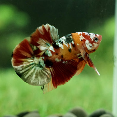 Copper/Gold Galaxy Koi Plakat - 13Weeks Old