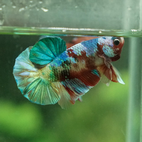 Multicolor/Galaxy Koi Plakat -15 weeks Old