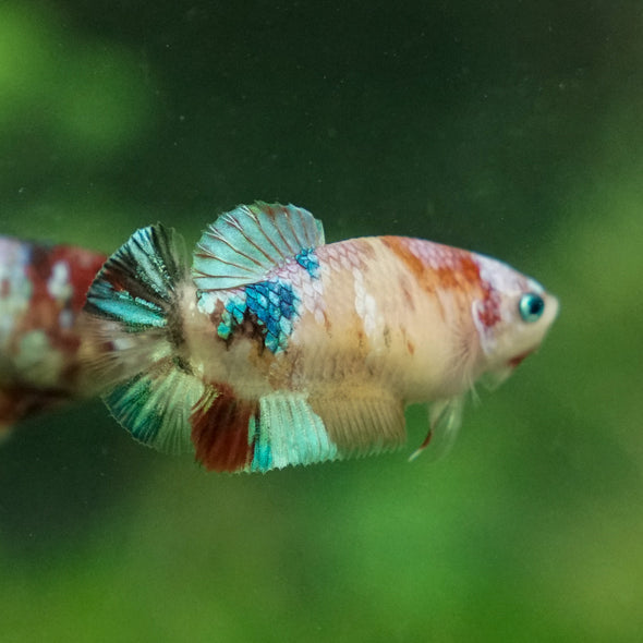 Multicolor/ Galaxy Koi Plakat- Female- 13 Weeks Old