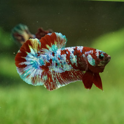 Multicolor/Galaxy Koi Plakat -14 weeks Old