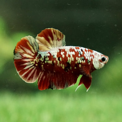 Multicolor/Galaxy Koi Plakat -16 weeks Old