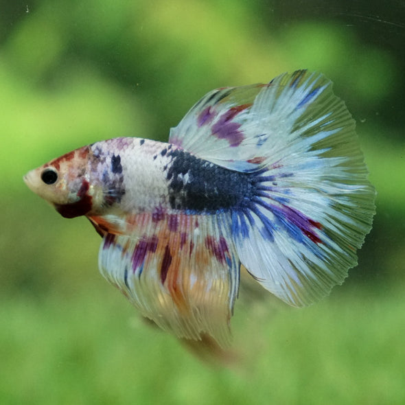 Galaxy Koi Halfmoon - 14 weeks old