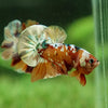 Copper/Gold Galaxy Koi Plakat - 13Weeks Old