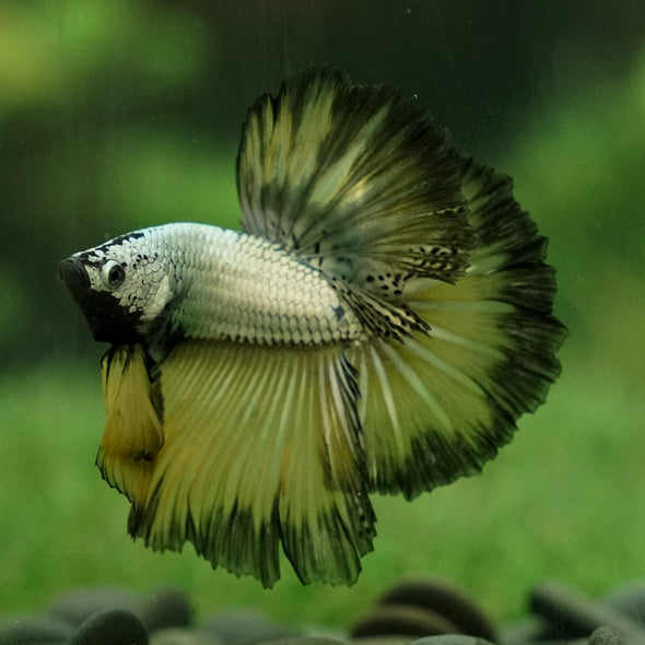 Halfmoon - 14 weeks old