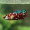 Multicolor/galaxy Koi Plakat- Female