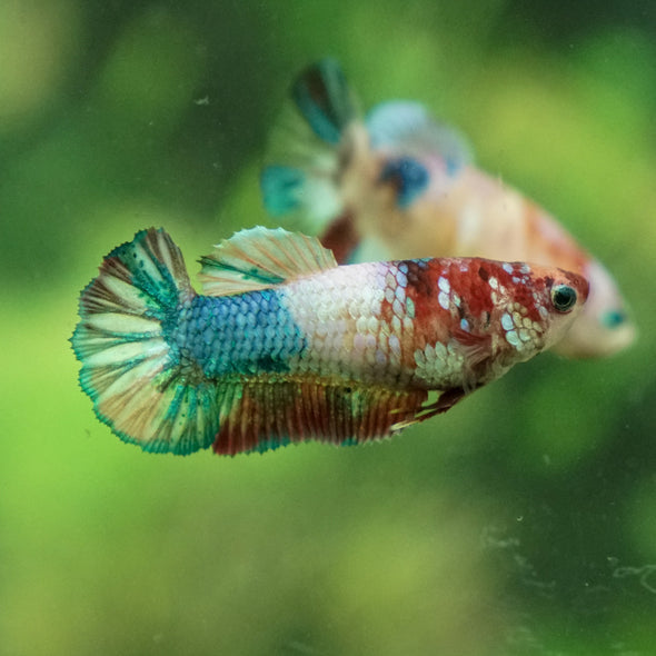 Multicolor/ Galaxy Koi Plakat- Female- 13 Weeks Old