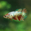 Multicolor Galaxy Halfmoon- Female