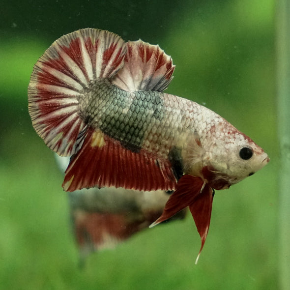 Multicolor/Galaxy Koi Plakat -11 weeks Old