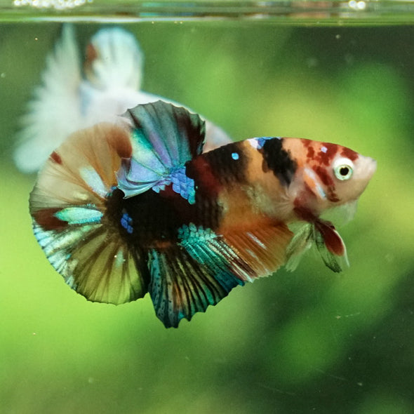 Multicolor/Galaxy Koi Plakat -11 weeks Old