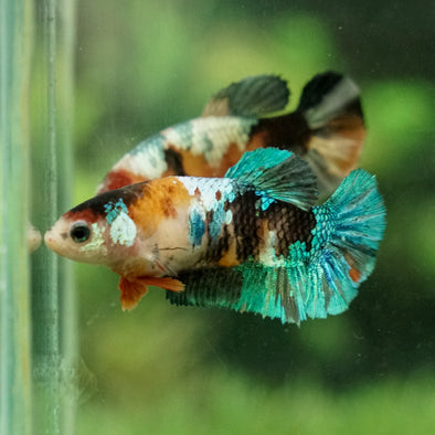 Multicolor/galaxy Koi Plakat- Female