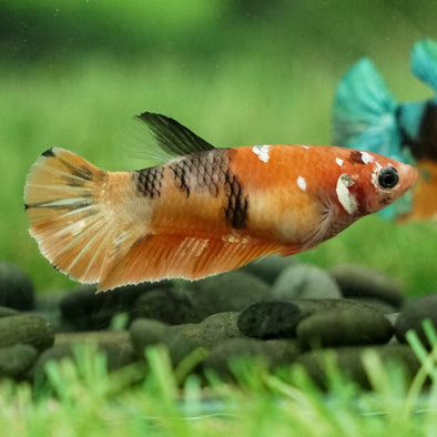 Multicolor/galaxy Koi Plakat- Female