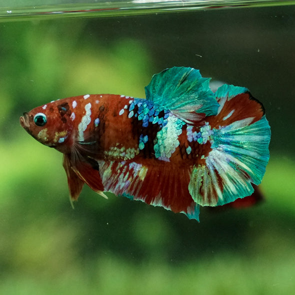 Multicolor/Galaxy Koi Plakat -12 weeks Old