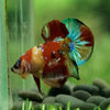 Multicolor/Galaxy Koi Plakat -15 weeks Old